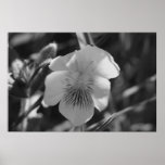 Violet Poster