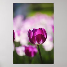 Violet tulip poster