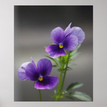 Violets Print