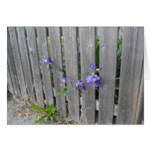 Violettes par la barrière cartes de vœux