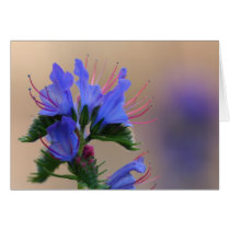 Viper's Bugloss