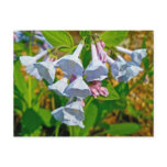 Virginia Bluebells Coordinated Items Postcards