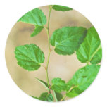 Virginia Round-leaf Birch Stickers