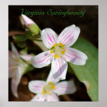 Virginia Springbeauty Poster