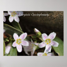 Virginia Springbeauty Posters