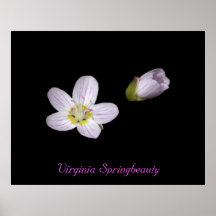 Virginia Springbeauty Posters