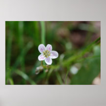Virginia Springbeauty Posters