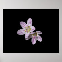 Virginia Springbeauty Posters