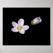 Virginia Springbeauty Print