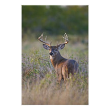 virginianus blanc-coupé la queue d'Odocoileus de c Photographie D’art