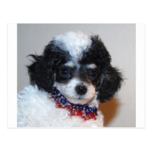 Visage de chiot de caniche de Parti de jouet Carte Postale