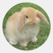 VISAGE DE LAPIN AUTOCOLLANTS RONDS