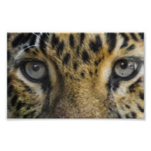 Visage de léopard de faim photographies
