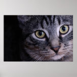 Visage gris de chaton affiches