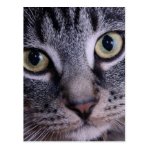 Visage gris de chaton carte postale