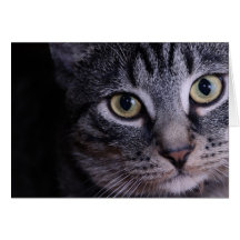 Visage gris de chaton cartes de vœux