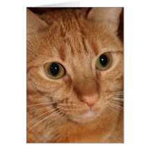 Visage orange de chat tigré carte