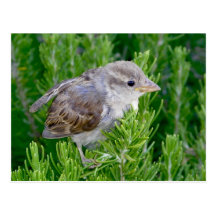 Visiting Birdie Post Card
