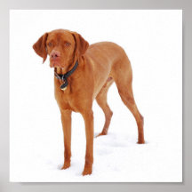 Viszla in the snow poster