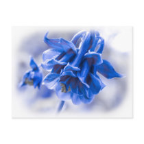 Vivid Blue Columbine Post Cards