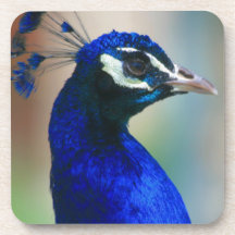 vivid blue peacock drink coaster