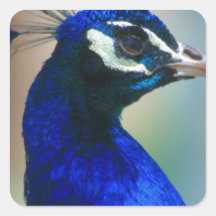 vivid blue peacock stickers