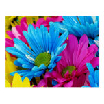 Vivid Daisies Postcards