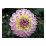 Vivid Lavender Creme Dahlia Cards