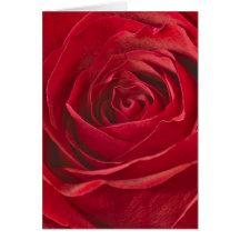 Vivid Red Rose Centre Full Frame Macro Photograph Greeting Cards