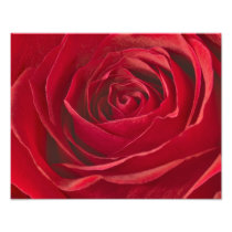 Vivid Red Rose Centre Full Frame Macro Photograph