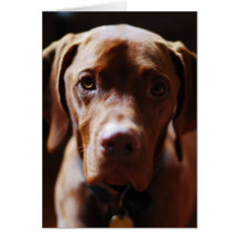 Vizsla - And they call it puppy love Card