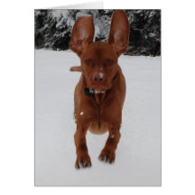 Vizsla - Big ears Card