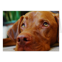 VIZSLA - carte vierge
