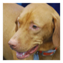 Vizsla Dog Invitations