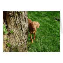 Vizsla Greeting Cards
