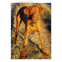 VIZSLA - IN THE SUN GREETING CARD