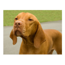 Vizsla Postcards