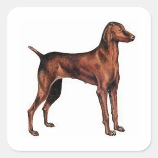 Vizsla Stickers