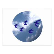 Vögel birds postkarte