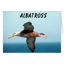 Vol d'albatros carte de vœux