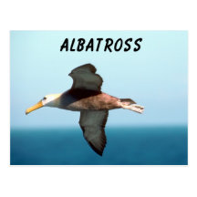 Vol d'albatros cartes postales