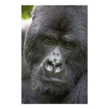 Volcanoes NP, Rwanda, Mountain Gorillas, Art Photo