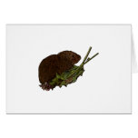 vole card