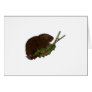 vole card