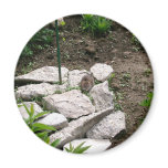 Vole Magnet