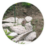 Vole Stickers