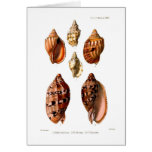 Voluta Shells Cards