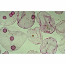 Volvox, algae photo cutout