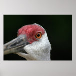 Vous regardant [grue de Sandhill] Poster