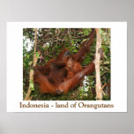 Voyageant la terre des orangs-outans posters